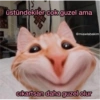Catsarecute 12