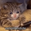Gatos 🐱 Te extraño  12
