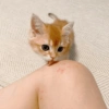 Котята 🔥🔥 8
