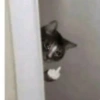 Cat 9