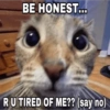 Catsarecute 15