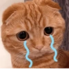 Kucing kata-kata lucu 4