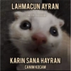 Catsarecute 17
