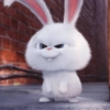 Snowball 🐇 21