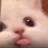 Gatinhos 25