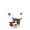 Kucing lucu 9