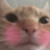 Gatinhos 12