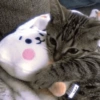 Gatos 17