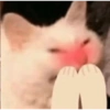 Gatinhos 11