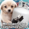 🌀 Perros con Frases 🐕🫧 15
