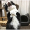 Gatitos 2🐈❤️ 6