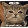 Catsarecute 27
