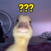 Pato | duck 🦆 14
