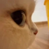 MEME KUCING 2 13