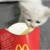 Gatinhos 26