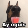 🌀 Perros con Frases 🐕🫧 6