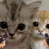 Cat 28