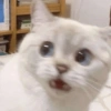 Gatinhos 9