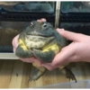 Frog 15