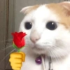 Gatinhos 13