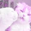 ♡ ֺ ⃝♡ᜓ.  gatitos.  ♡ 5