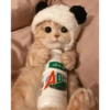 Gatinhos 13