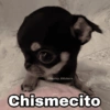 🌀 Perros con Frases 🐕🫧 11