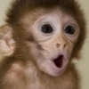 Macaquinhos 🙊🤣 9