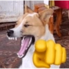Cachorrin sarnento 15