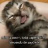 Gatos 11
