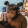 Macaco 🙈 9