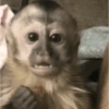Macaco 🙈 8