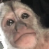 Macaco 🙈 5