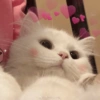 Gatitos 2🐈❤️ 9
