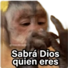 Memes Changuitos🐒 8