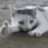 Cat 21