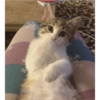 Catsarecute 25