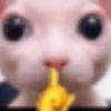 Cat 16