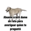 Perritos 25