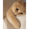 Gaticos chidos☺️ 8