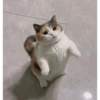 Catsarecute 23