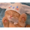Gatinhos 14