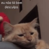 Gatos 12