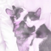 ♡ ֺ ⃝♡ᜓ.  gatitos.  ♡ 6