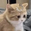 Gatinhos 24