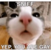 Catsarecute 10