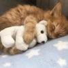 Gatos 16