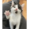 Catsarecute 16