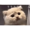Gatinhos 20