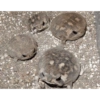 Frog 16